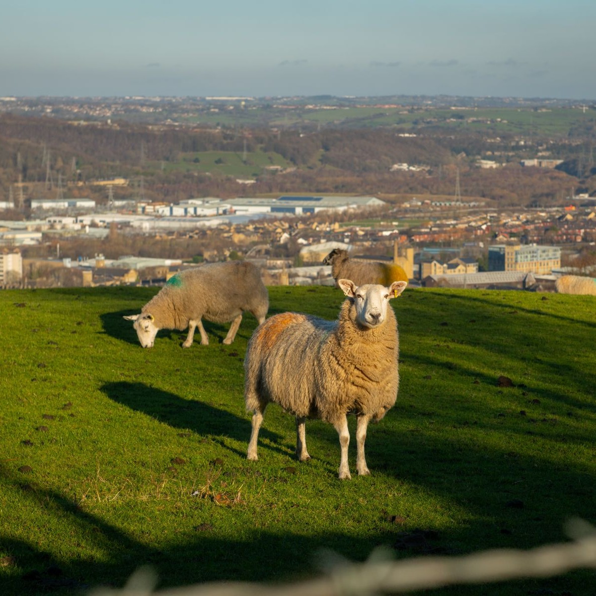 View of Elland from Brackley with farm animals grazing