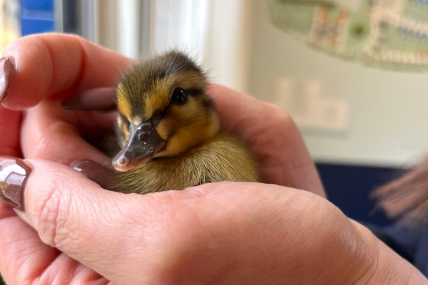 Duckling held in hands